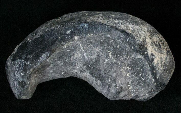 Fossil Whale Ear Bone - Miocene #18196